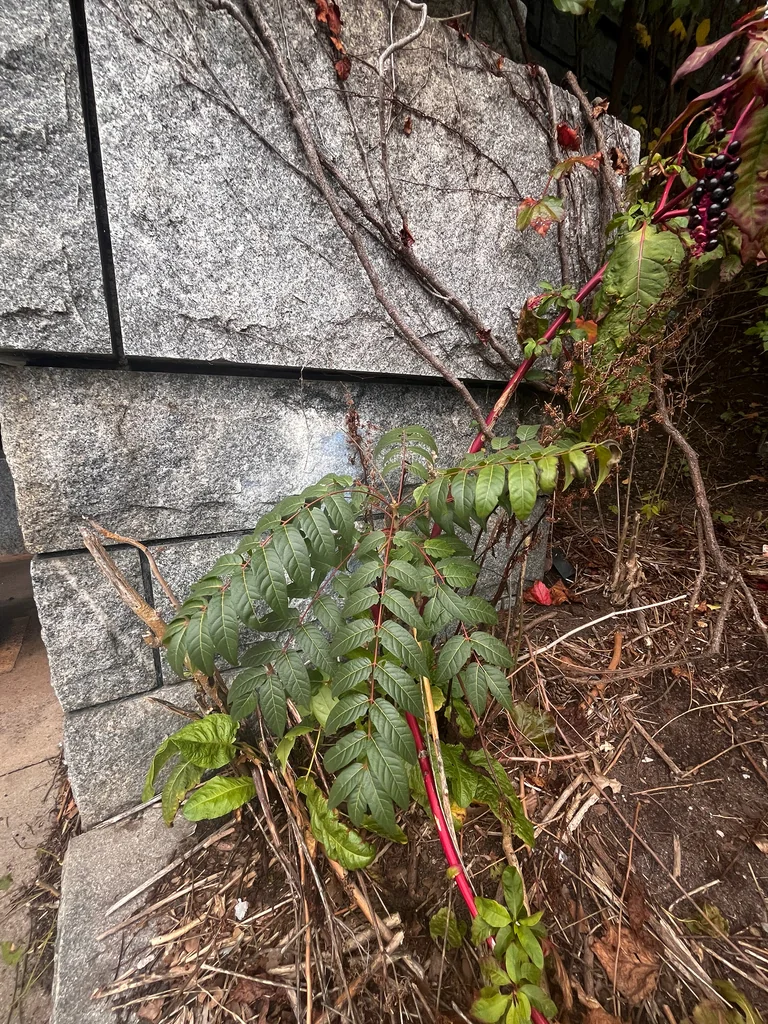 Ailanthus Altissima