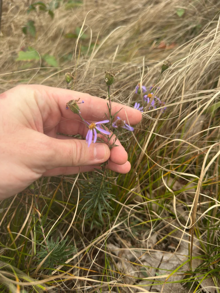 Ionactis linariifolius
