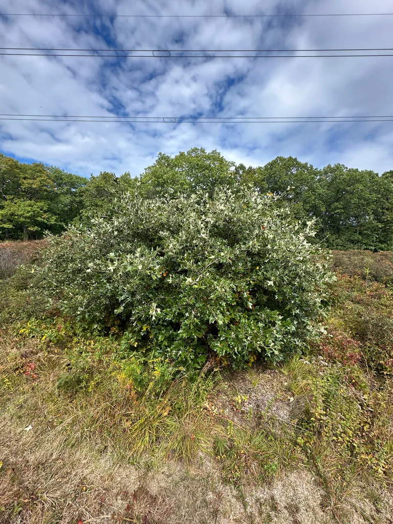 Quercus Ilicifolia