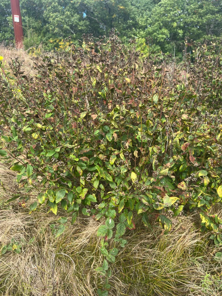 Ceanothus Americanus