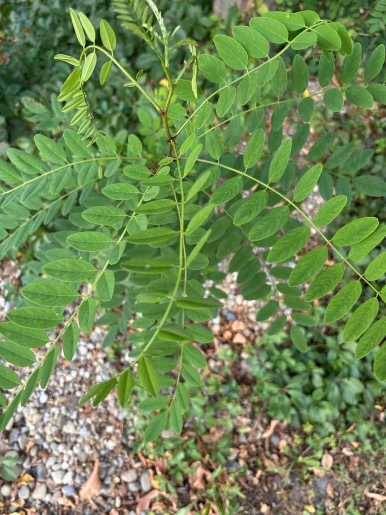 Robinia Pseudoacacia