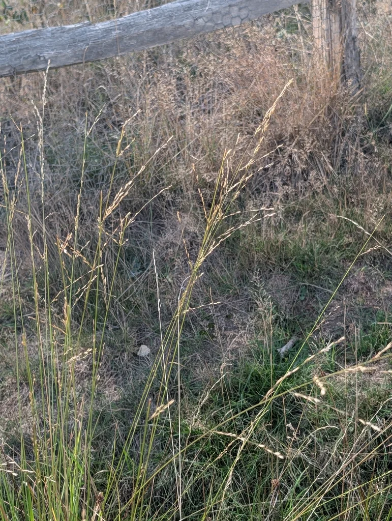 Molinia Caerulea