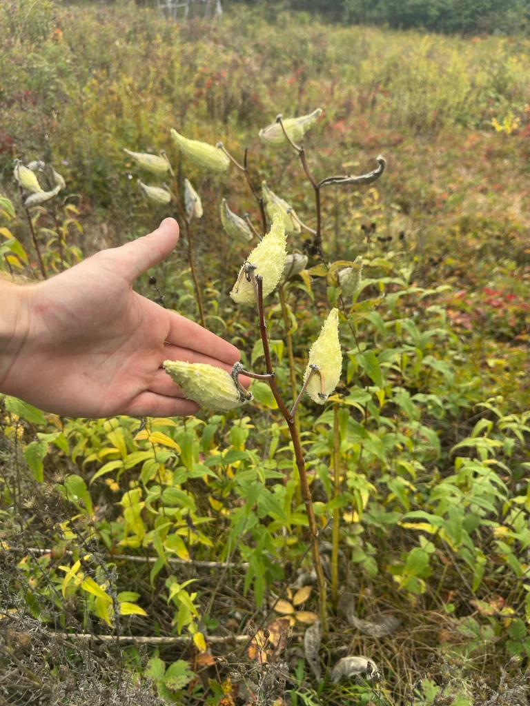 Asclepias Syriaca