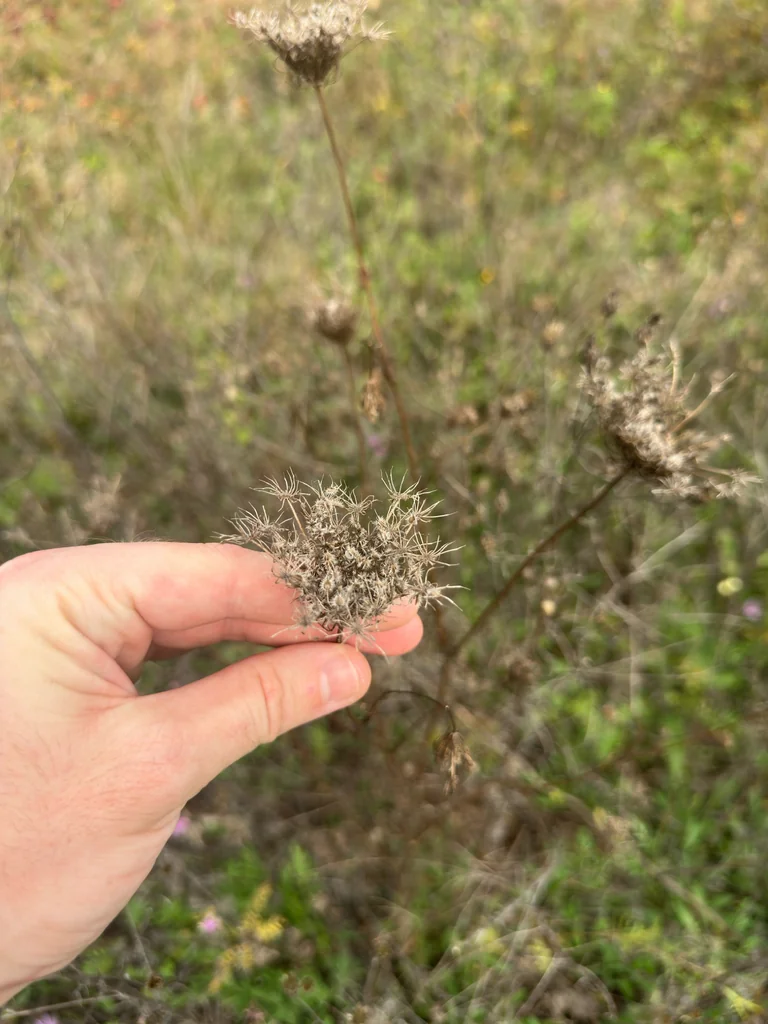 Daucus Carota