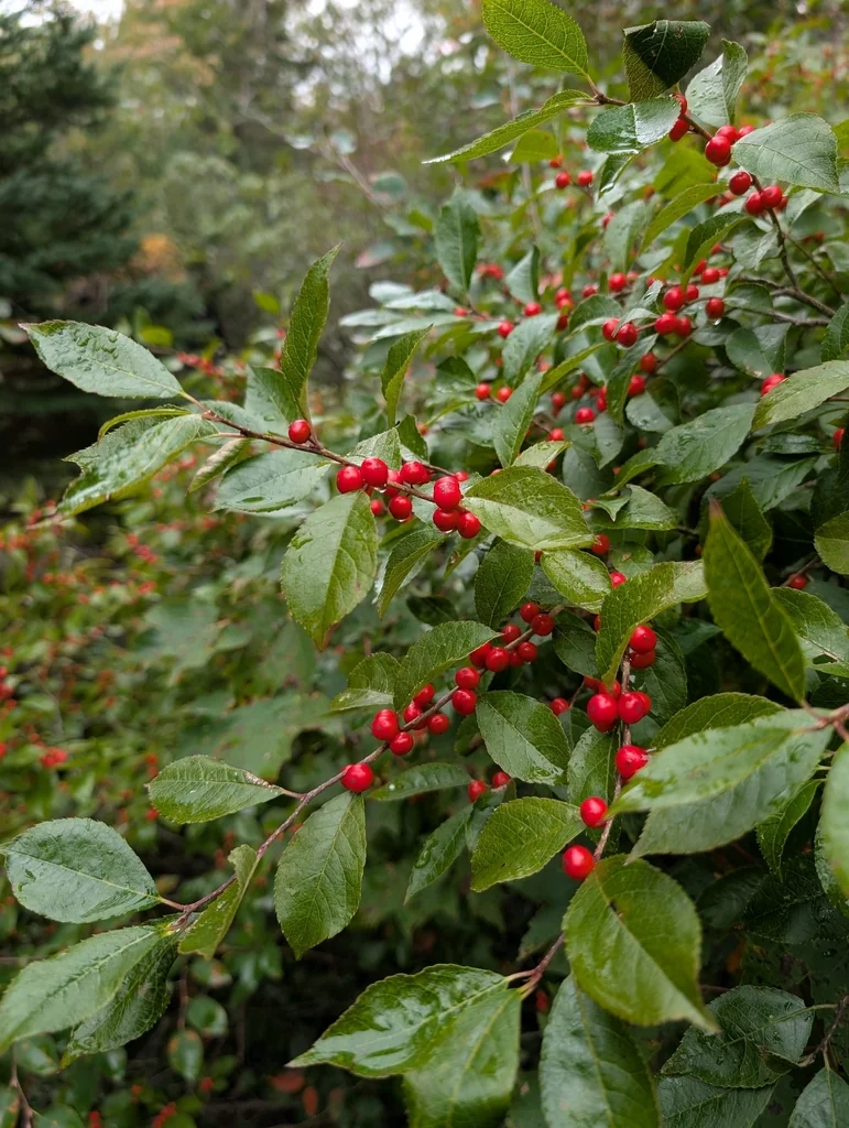 Ilex verticillata