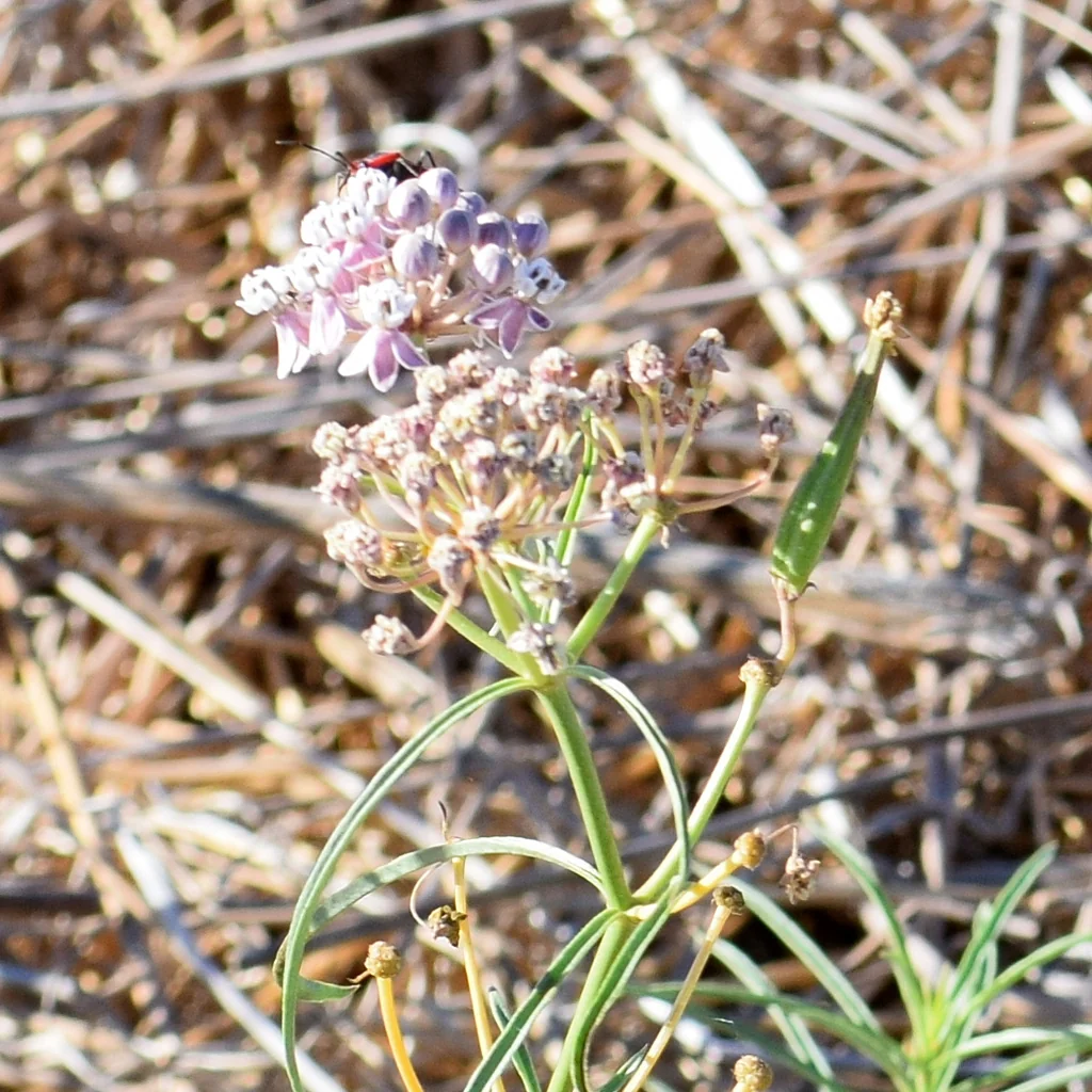 Asclepias Fascicularis