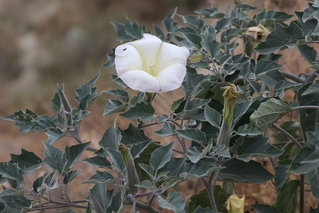 Datura wrightii