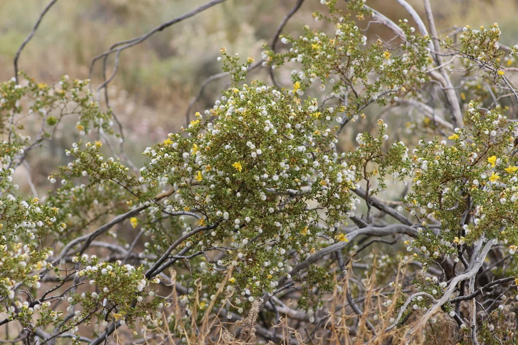 Larrea Tridentata