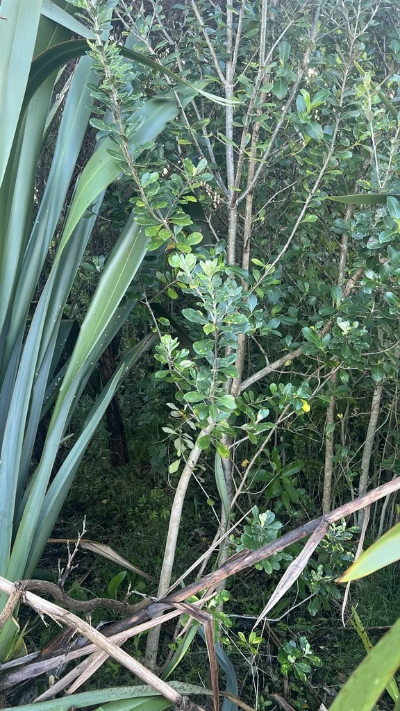 Pittosporum Crassifolium