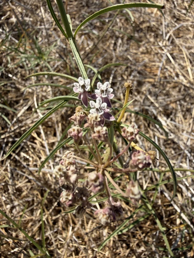 Asclepias Fascicularis