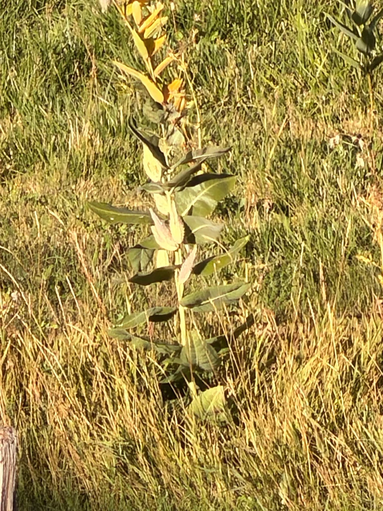 Asclepias Speciosa