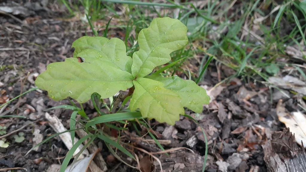 Quercus Robur