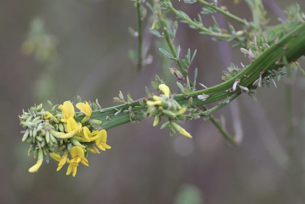 Lotus Scoparius