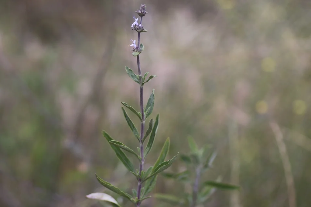 Salvia Mellifera