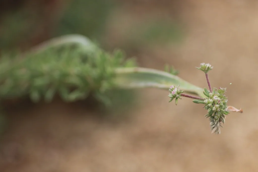 Eriogonum Fasciculatum