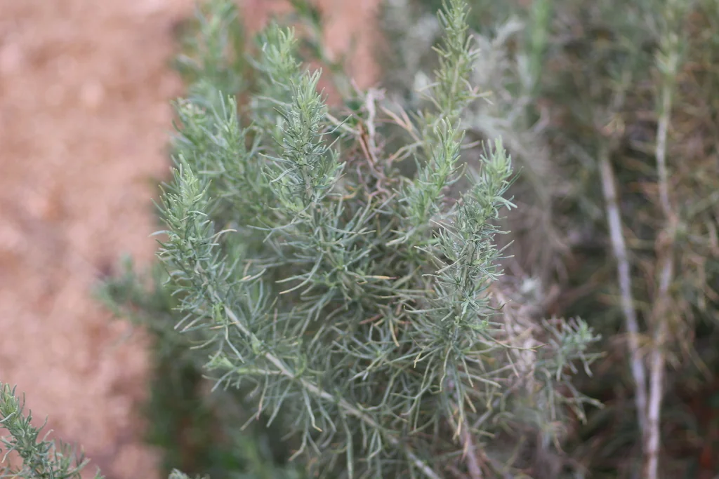 Artemisia Californica