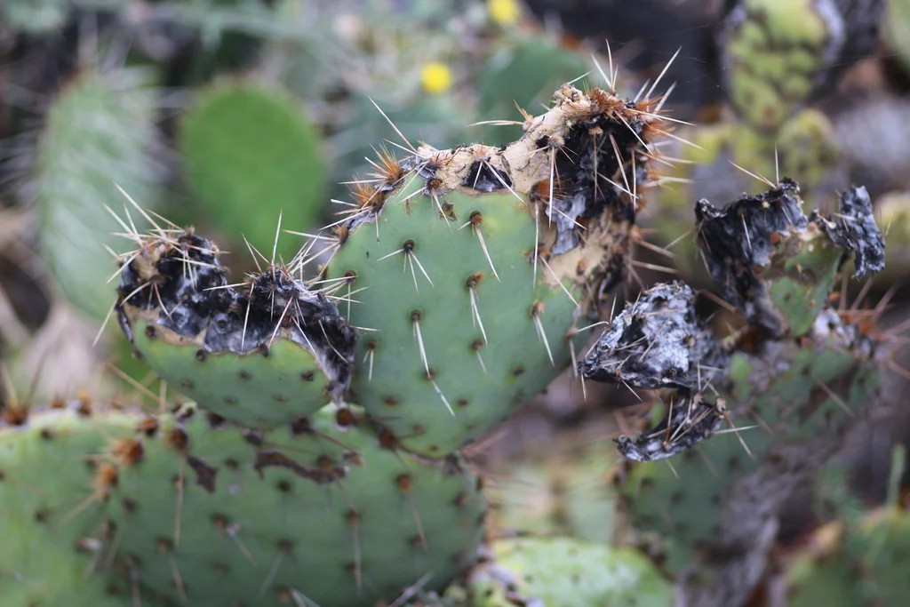 Opuntia littoralis