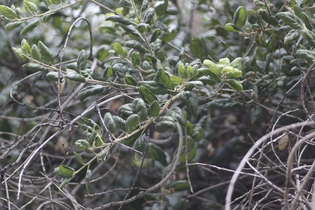 Quercus agrifolia