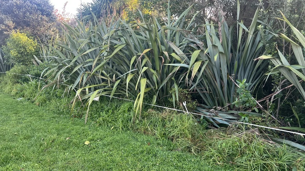 Phormium Tenax