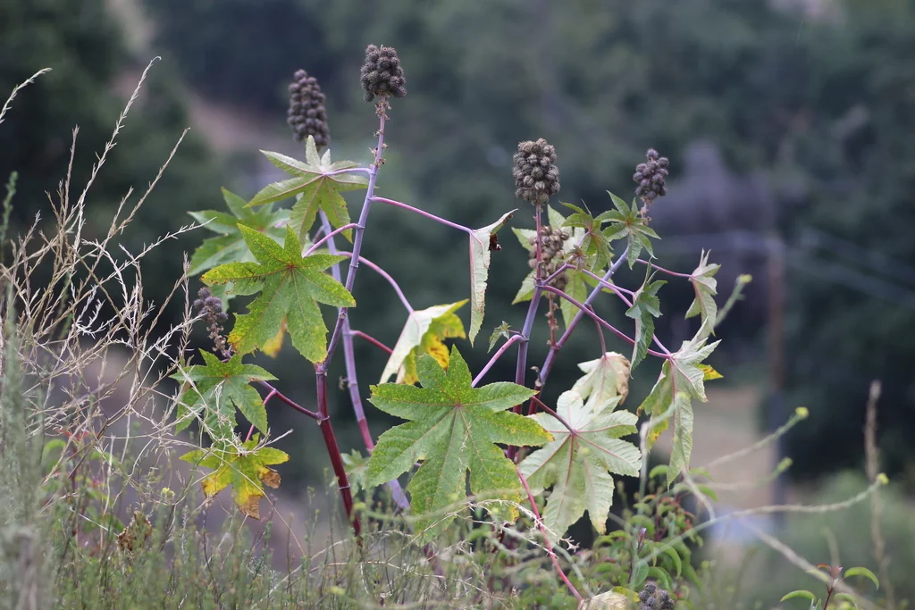 Ricinus Communis