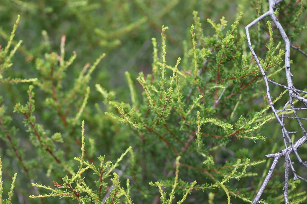 Adenostoma Fasciculatum