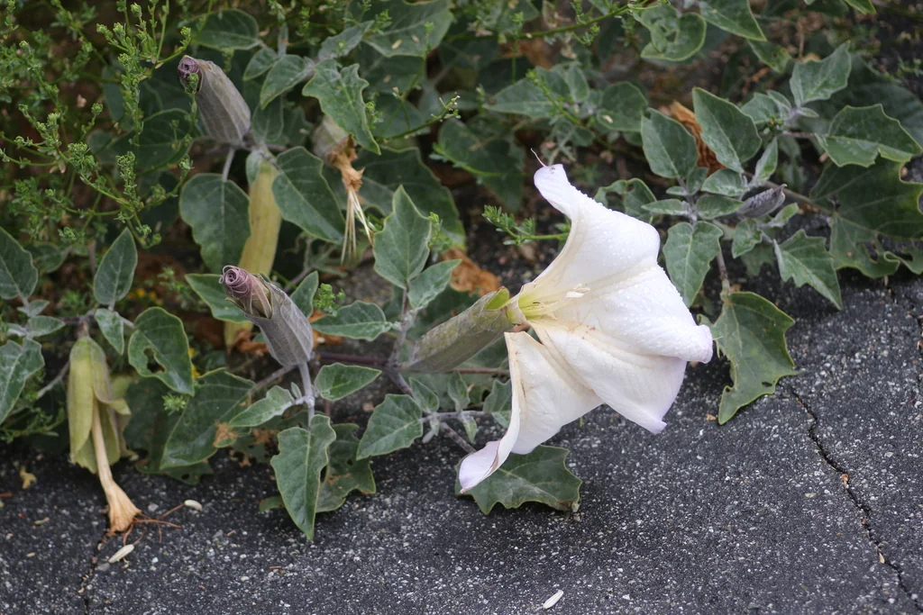 Datura wrightii