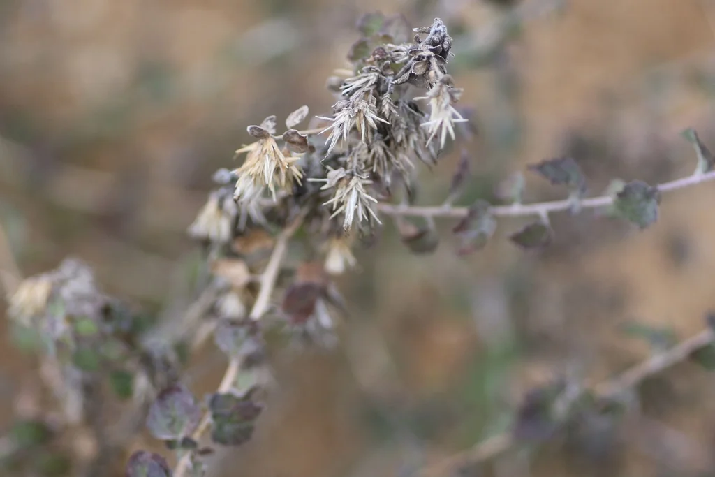 Brickellia Californica