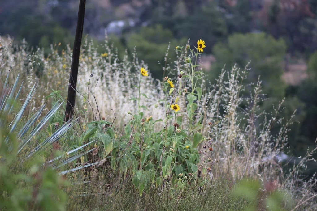 Helianthus Annuus