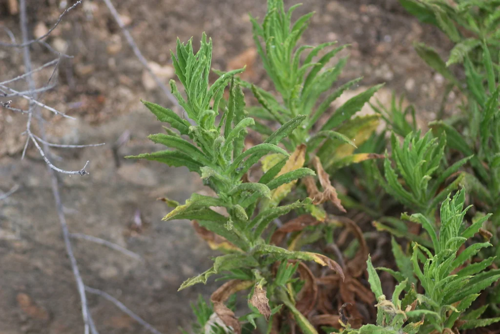 Pseudognaphalium Californicum