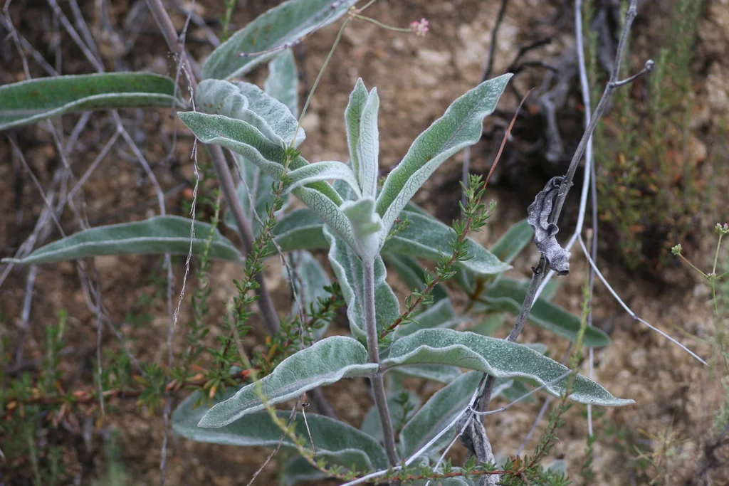 Asclepias Eriocarpa