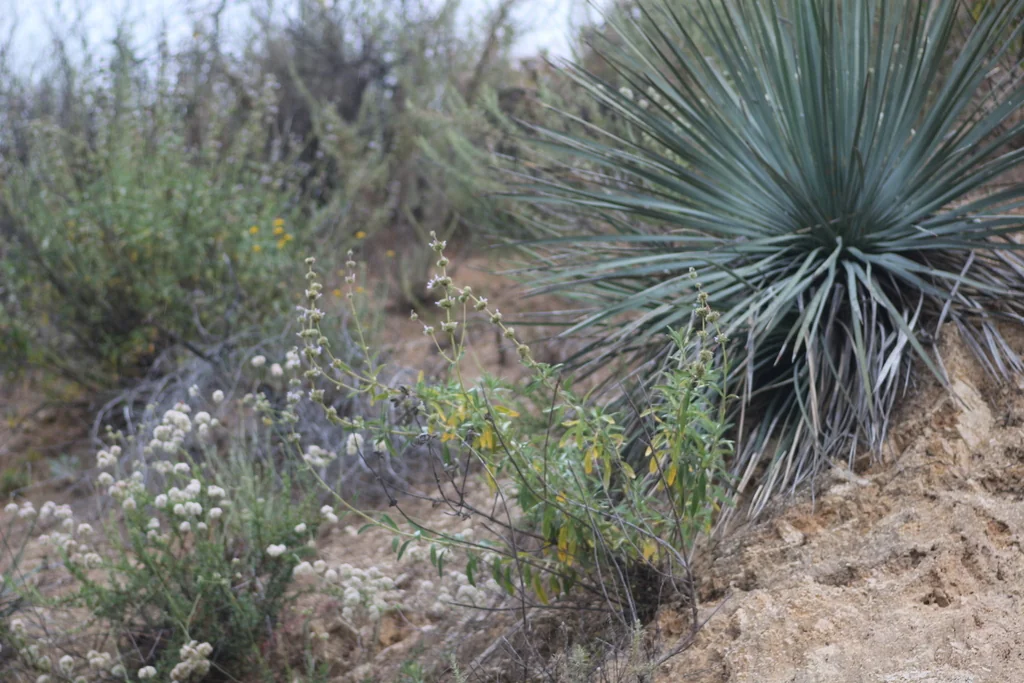 Salvia Mellifera