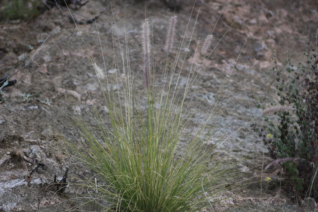 Pennisetum Setaceum