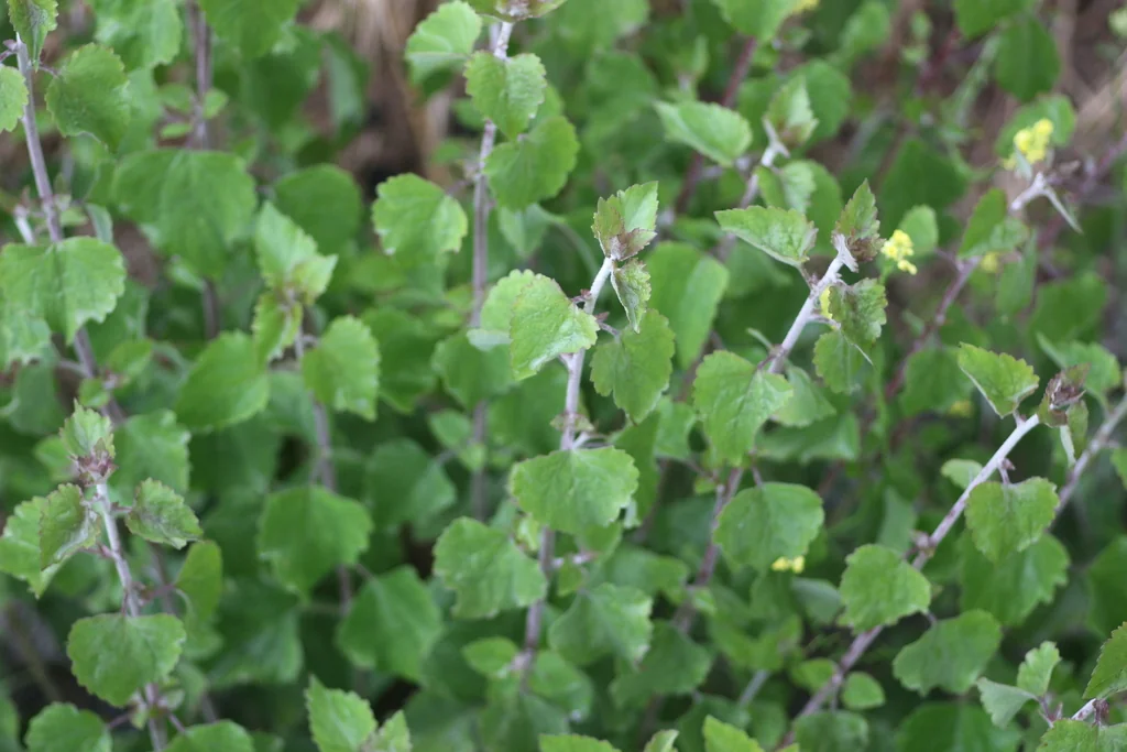 Brickellia Californica