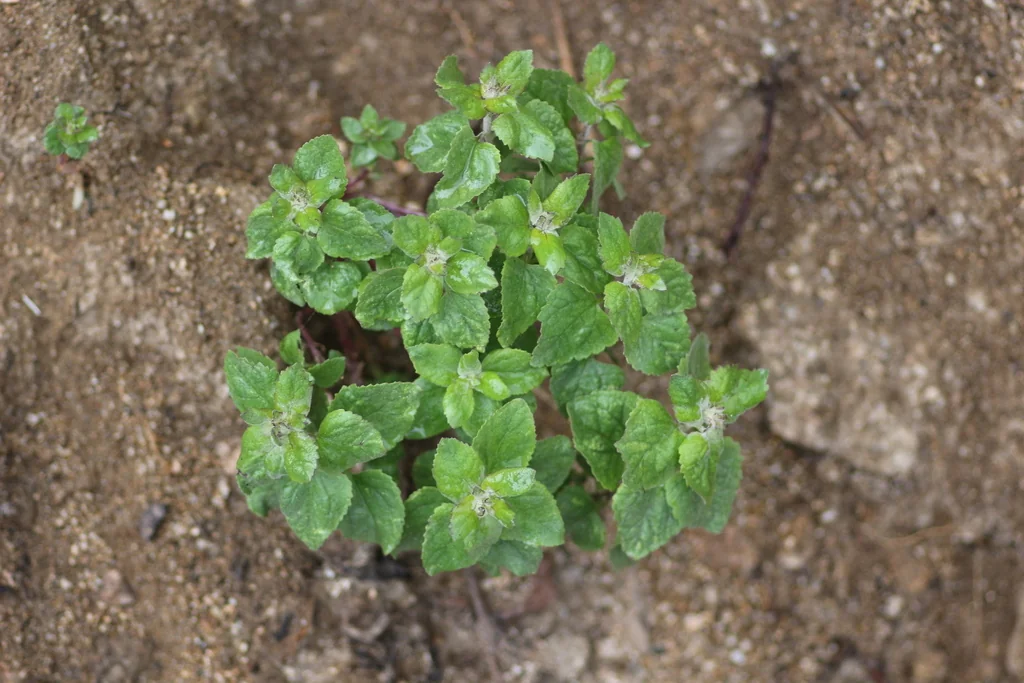 Brickellia Californica