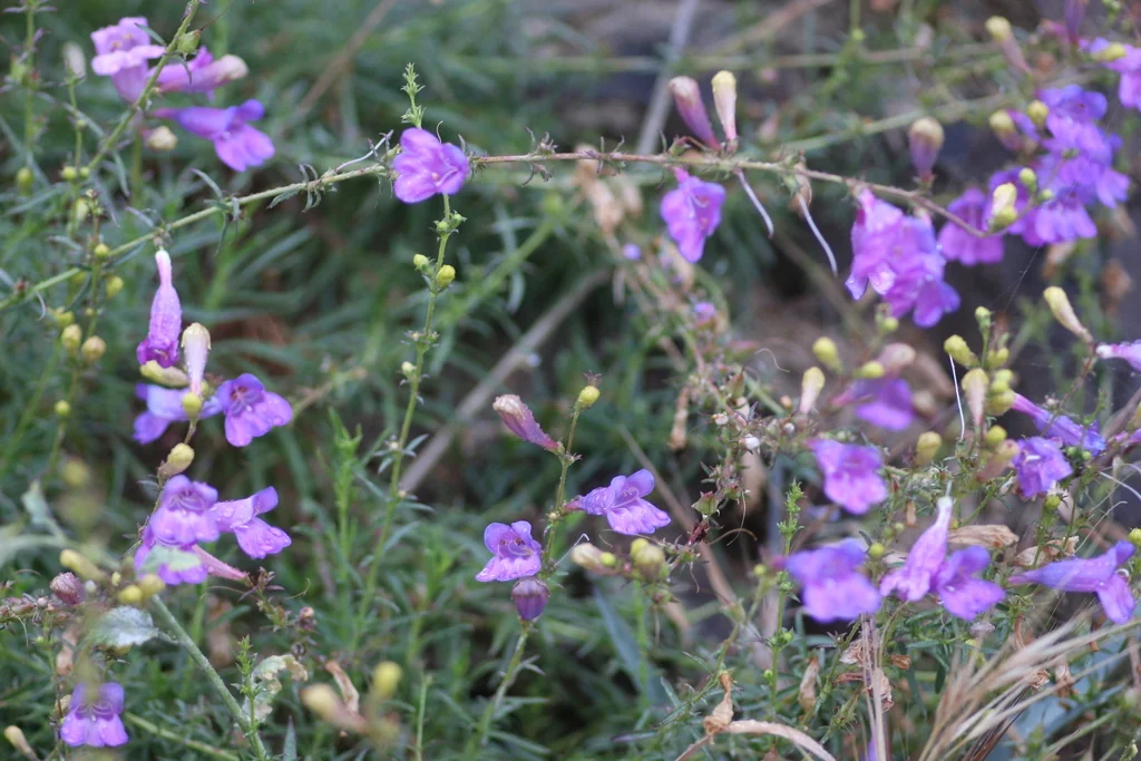 Penstemon Heterophyllus