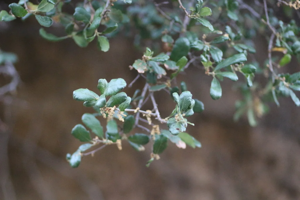 Quercus Durata