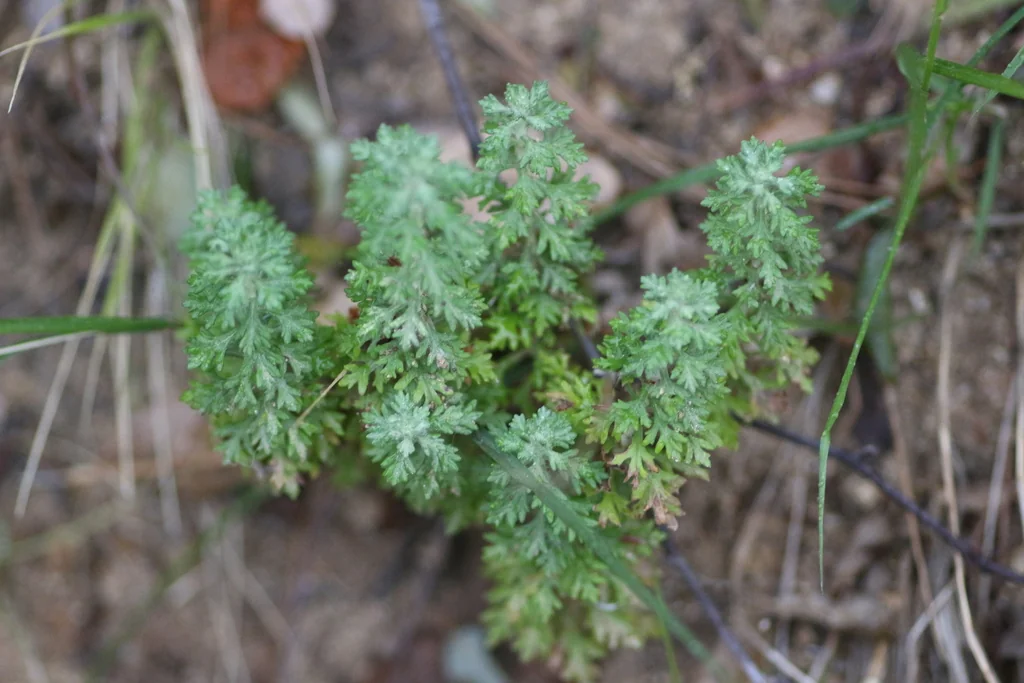 Eriophyllum Confertiflorum