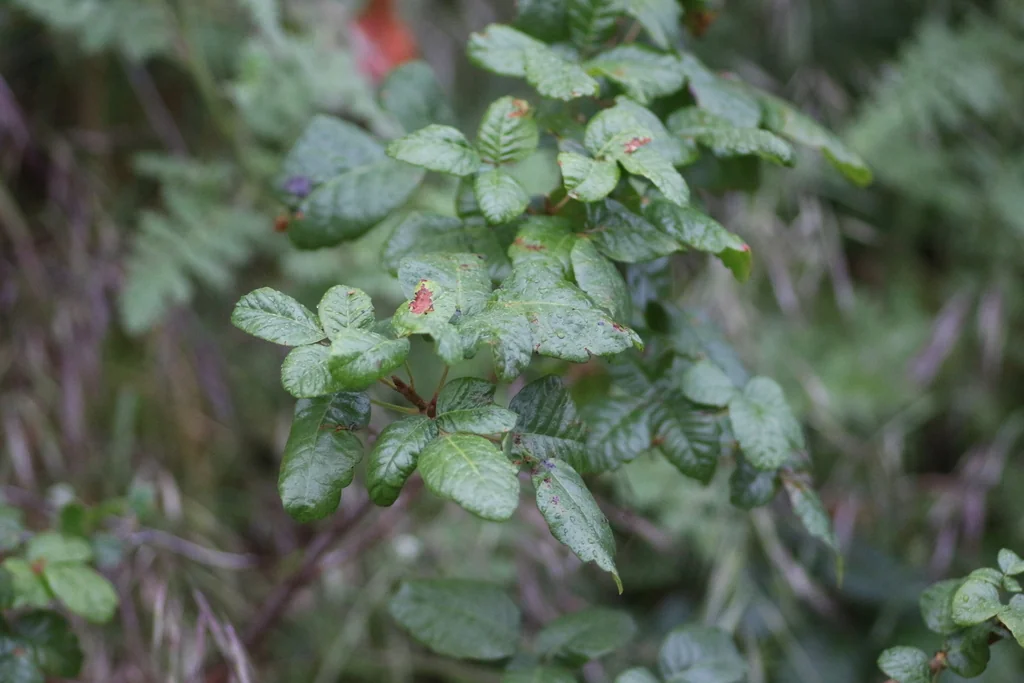 Toxicodendron Diversilobum