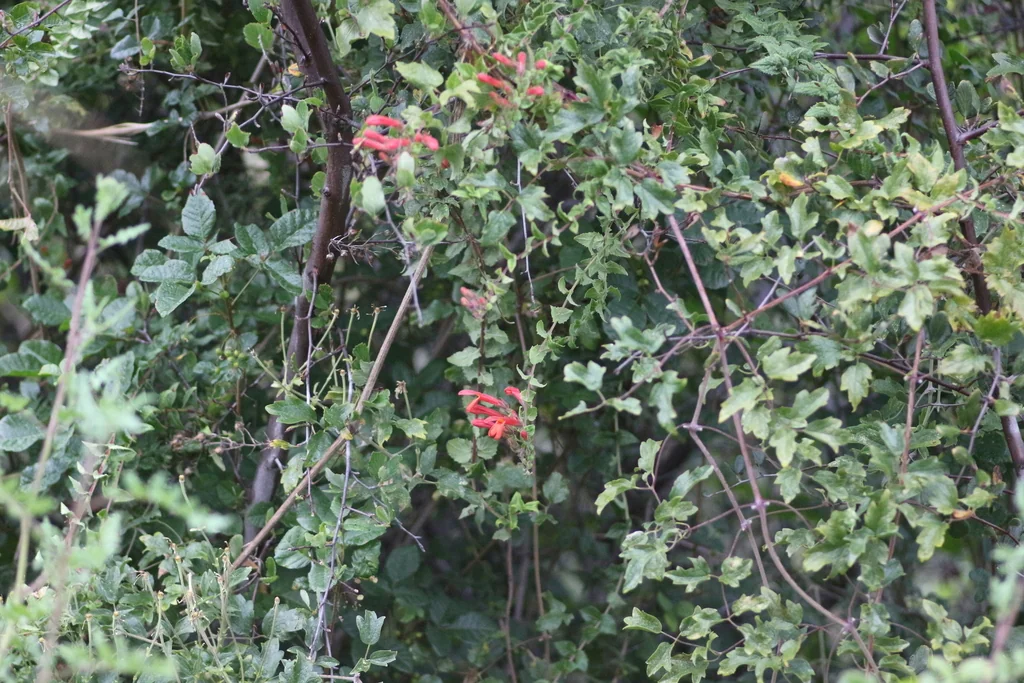 Keckiella Cordifolia