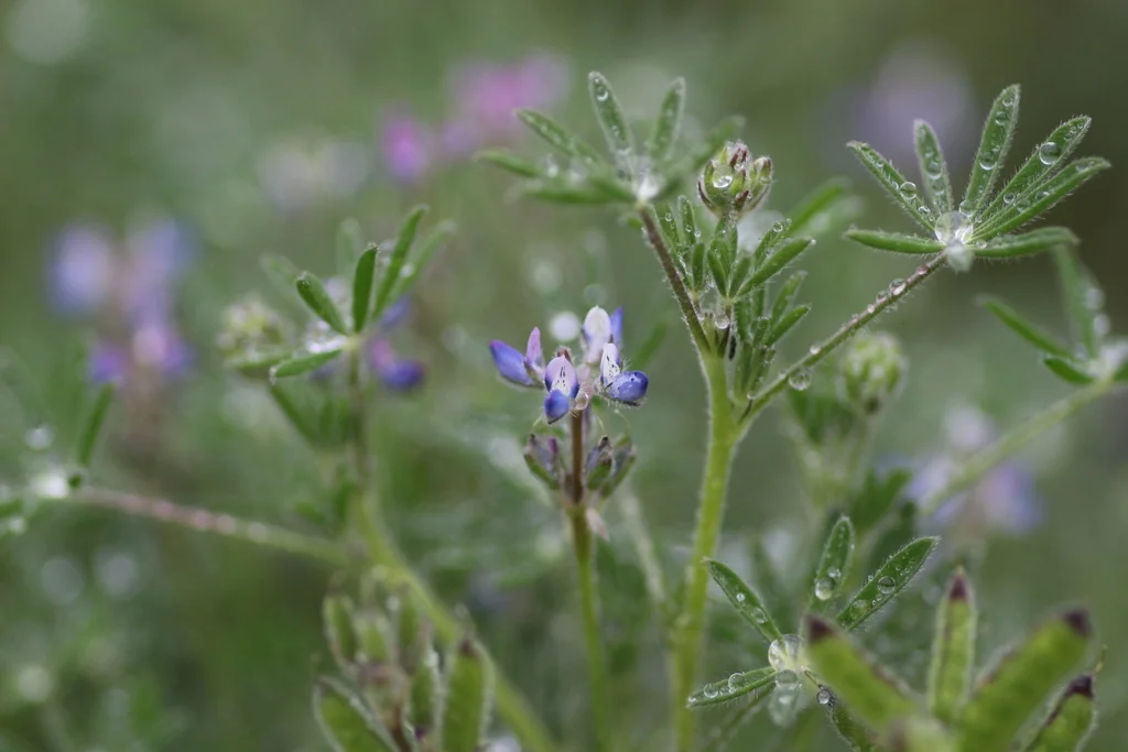 Lupinus Bicolor