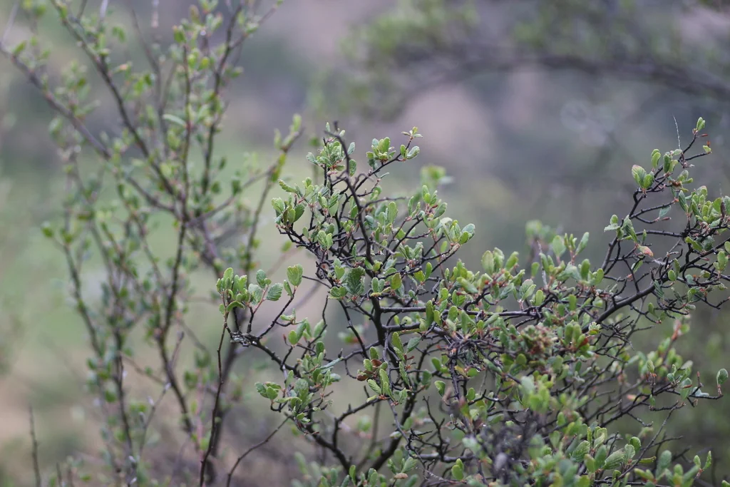 Cercocarpus Betuloides