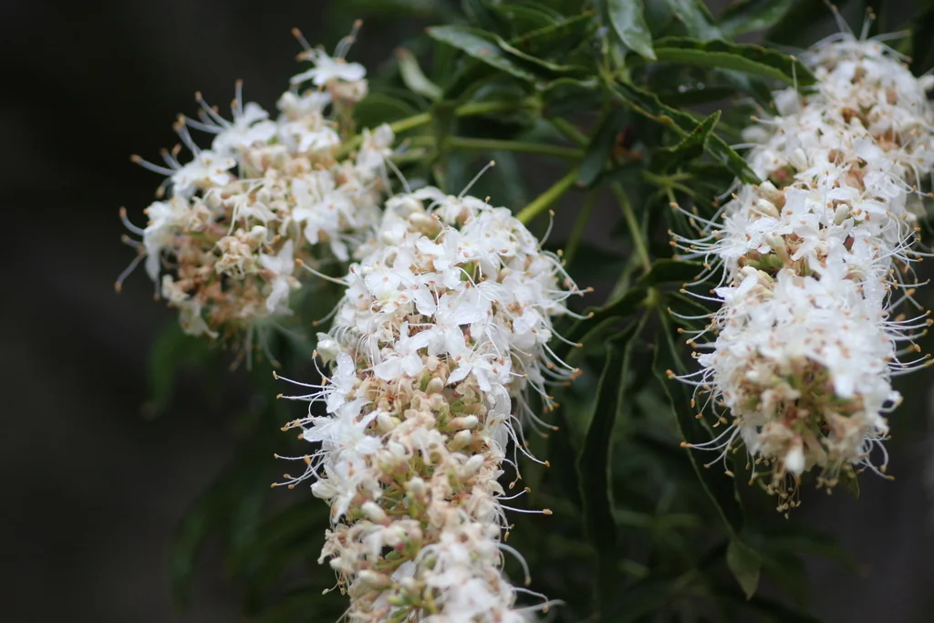 Aesculus Californica