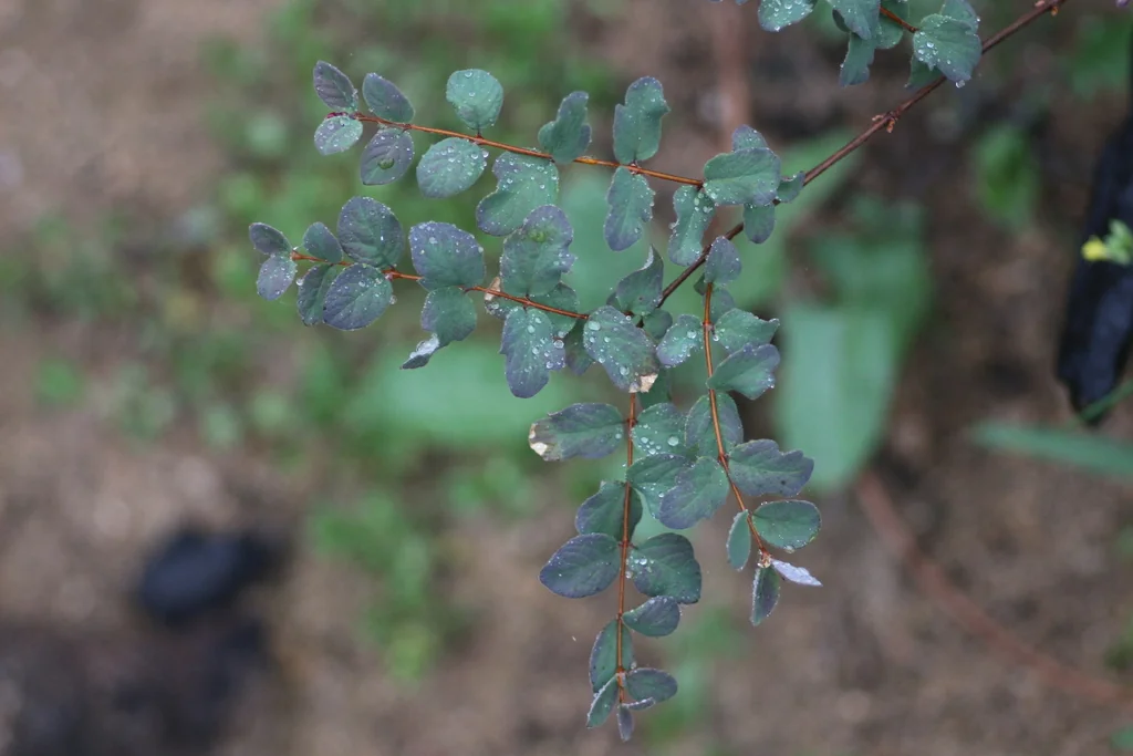 Pellaea Andromedifolia