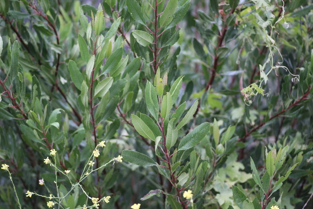 Heteromeles Arbutifolia