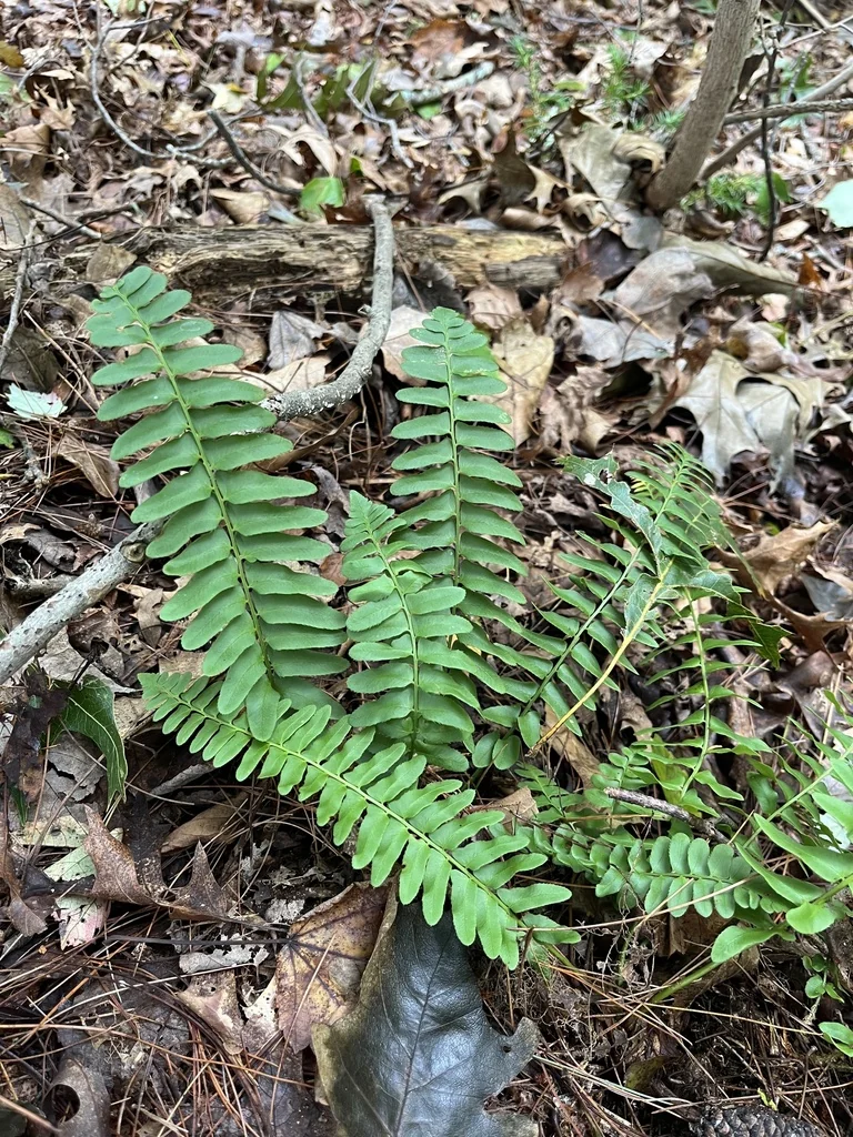 Polystichum Acrostichoides