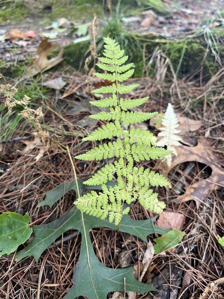 Dennstaedtia Punctiloba
