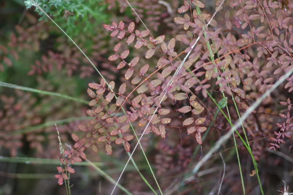 Pellaea Andromedifolia