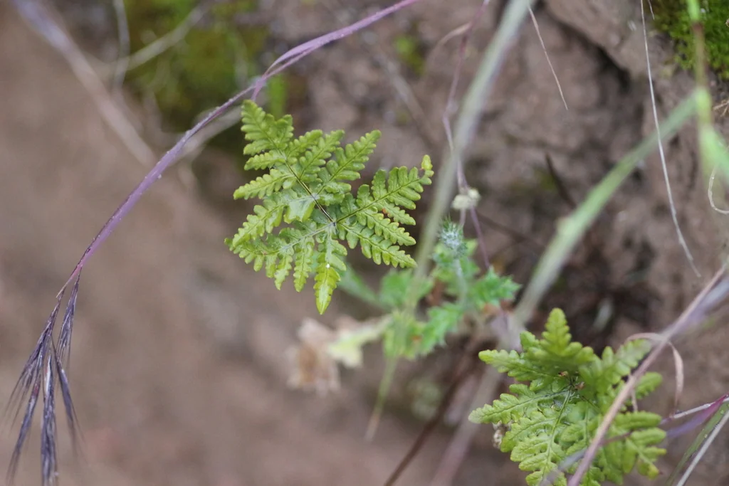 Pentagramma Triangularis