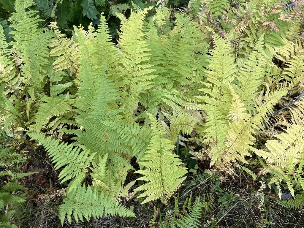 Dennstaedtia Punctiloba