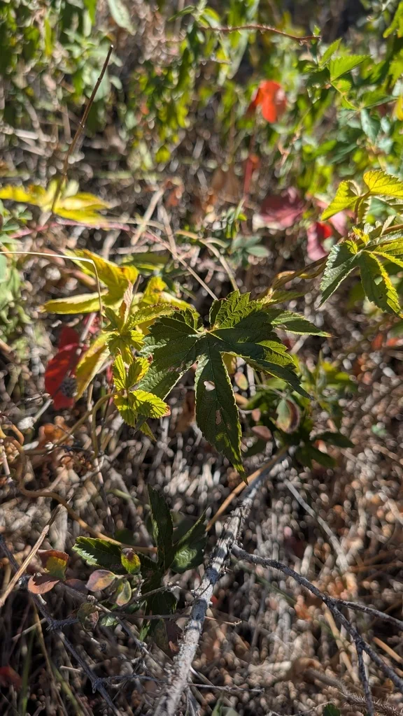 Humulus Lupulus